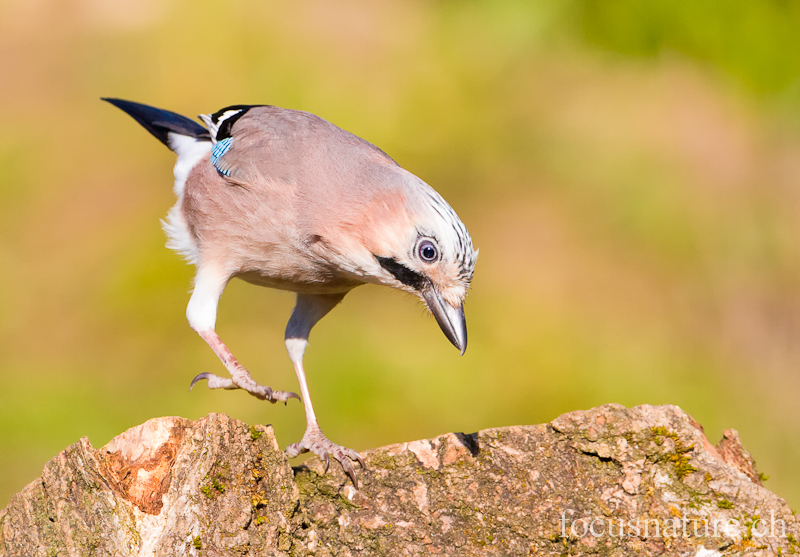 Geai 1490.jpg - Geai des chênesGarrulus glandariusEurasian Jay (Ermitage, Genève, Suisse, mars 2012)